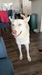 Found/Stray Female Dog last seen Trails at Rock Creek apmt Complex (Jersey Village, TX), Houston, TX 77065