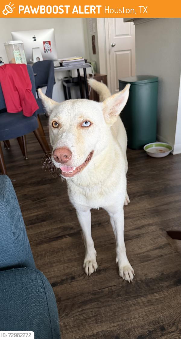 Found/Stray Female Dog last seen Trails at Rock Creek apmt Complex (Jersey Village, TX), Houston, TX 77065