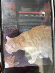 Lost Male Cat last seen 191sr & Crawford Ave, Flossmoor,Il , Flossmoor, IL 60422