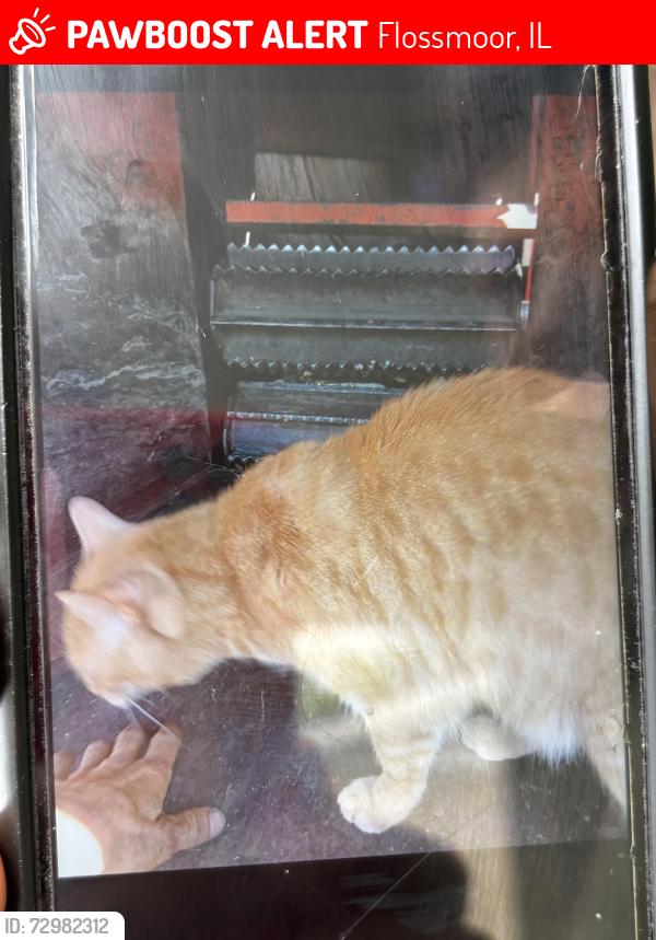Lost Male Cat last seen 191sr & Crawford Ave, Flossmoor,Il , Flossmoor, IL 60422