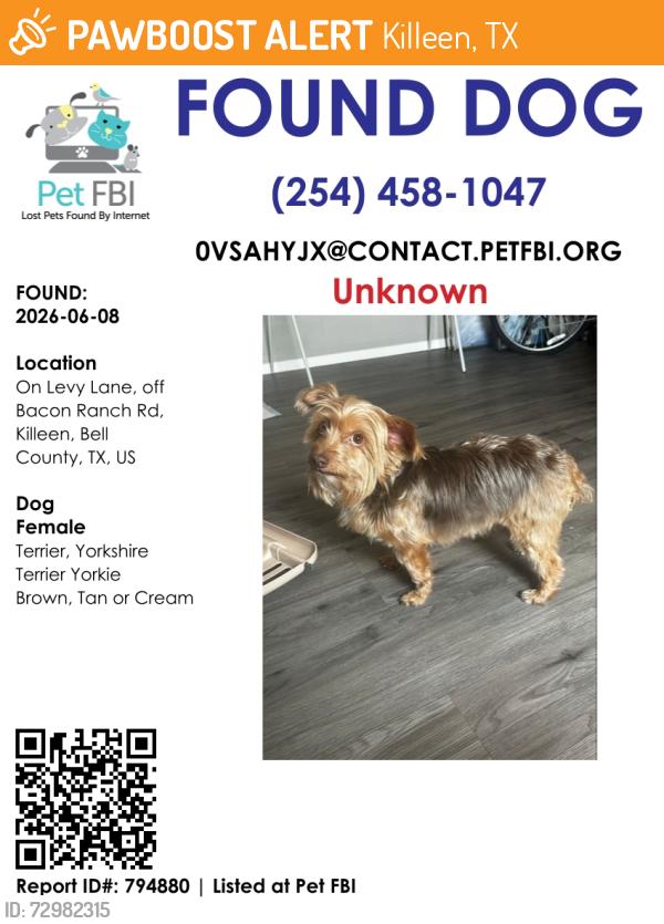 Found/Stray Female Dog last seen Bacon Ranch Rd, Killeen, TX 76542
