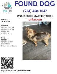 Found/Stray Female Dog last seen Bacon Ranch Rd, Killeen, TX 76542