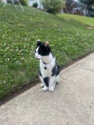 Reunited Male Cat last seen President and Waverly , Rutledge, PA 19070