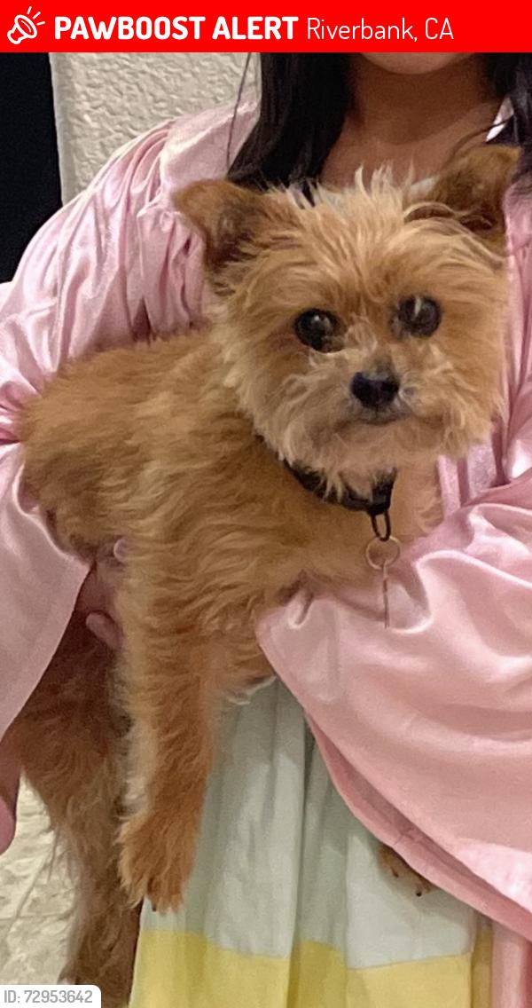 Lost Female Dog last seen Country Manor Ave, Riverbank, Ca, Riverbank, CA 95367