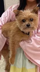 Lost Female Dog last seen Country Manor Ave, Riverbank, Ca, Riverbank, CA 95367