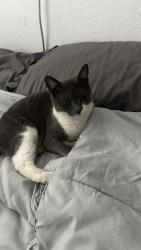 Lost Female Cat last seen Adobe dr, Palmdale, CA 93552