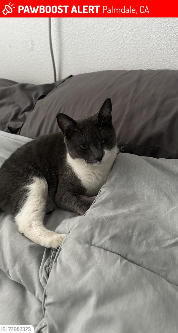 Lost Female Cat last seen Adobe dr, Palmdale, CA 93552