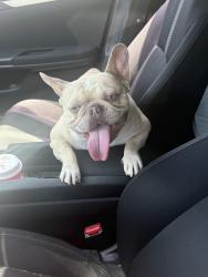 Reunited Male Dog last seen Parkside and Keen, San Diego, CA 92139