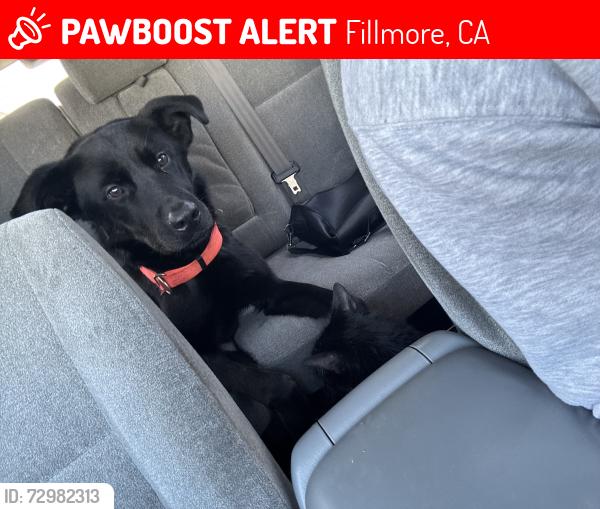 Lost Male Dog last seen River st , Fillmore, CA 93015
