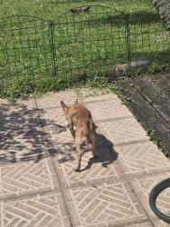 Reunited Female Dog last seen Near Southgate Blvd, North Lauderdale FL 33068, North Lauderdale, FL 33068