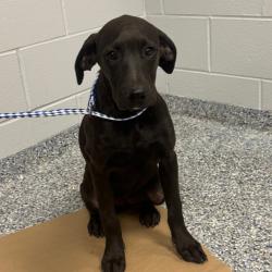 Shelter Stray Female Dog last seen , 328 Furman Hall Rd, Greenville, SC 29609, USA