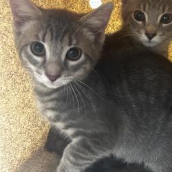 Shelter Stray Female Cat last seen , Philadelphia, PA 19140