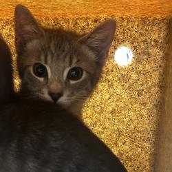 Shelter Stray Female Cat last seen , Philadelphia, PA 19140