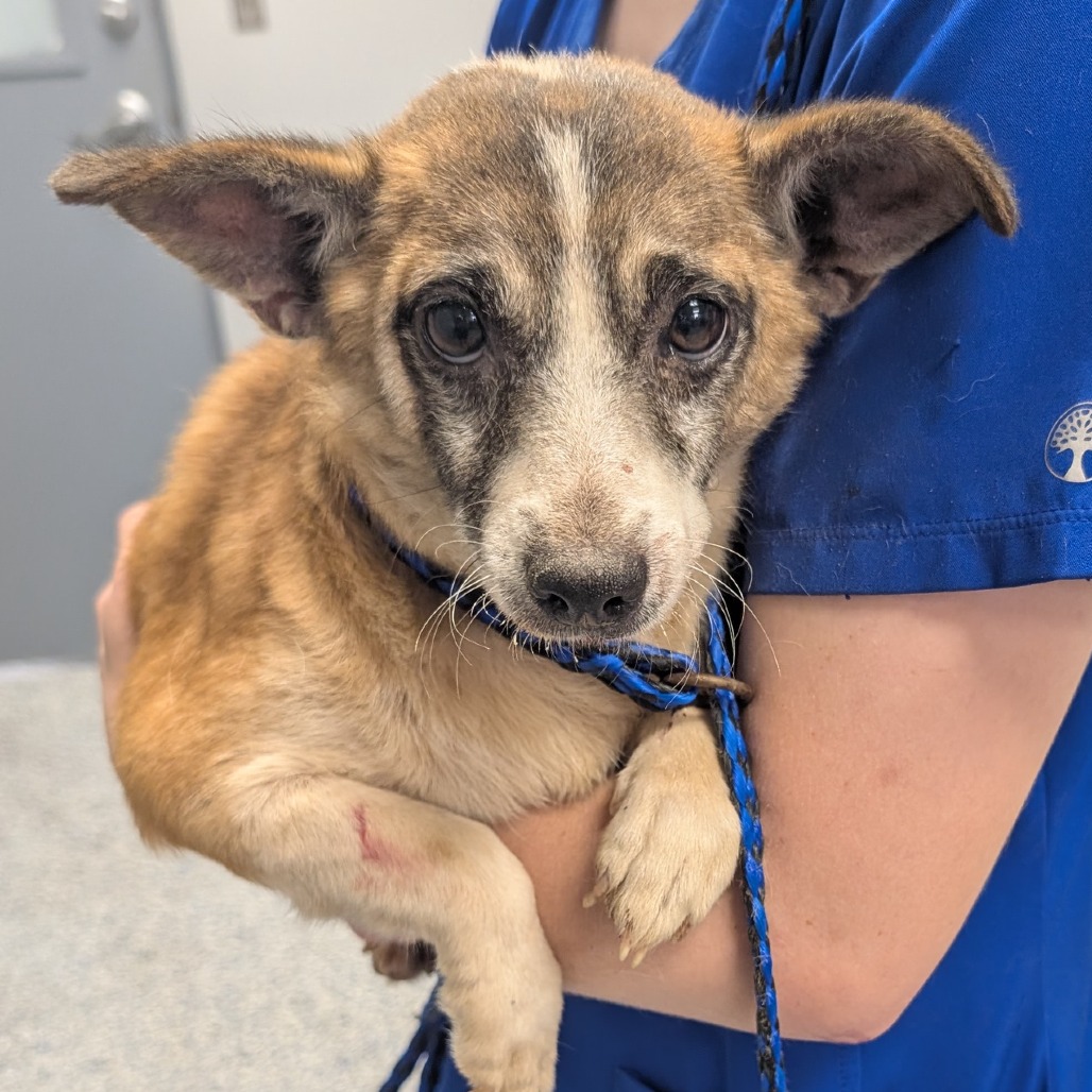 Shelter Stray Female Dog last seen , 328 Furman Hall Rd, Greenville, SC 29609, USA