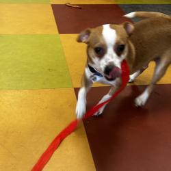Shelter Stray Male Dog last seen , Philadelphia, PA 19140