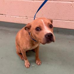 Shelter Stray Male Dog last seen , 2350 Appling City Cove, Memphis, TN 38133, USA