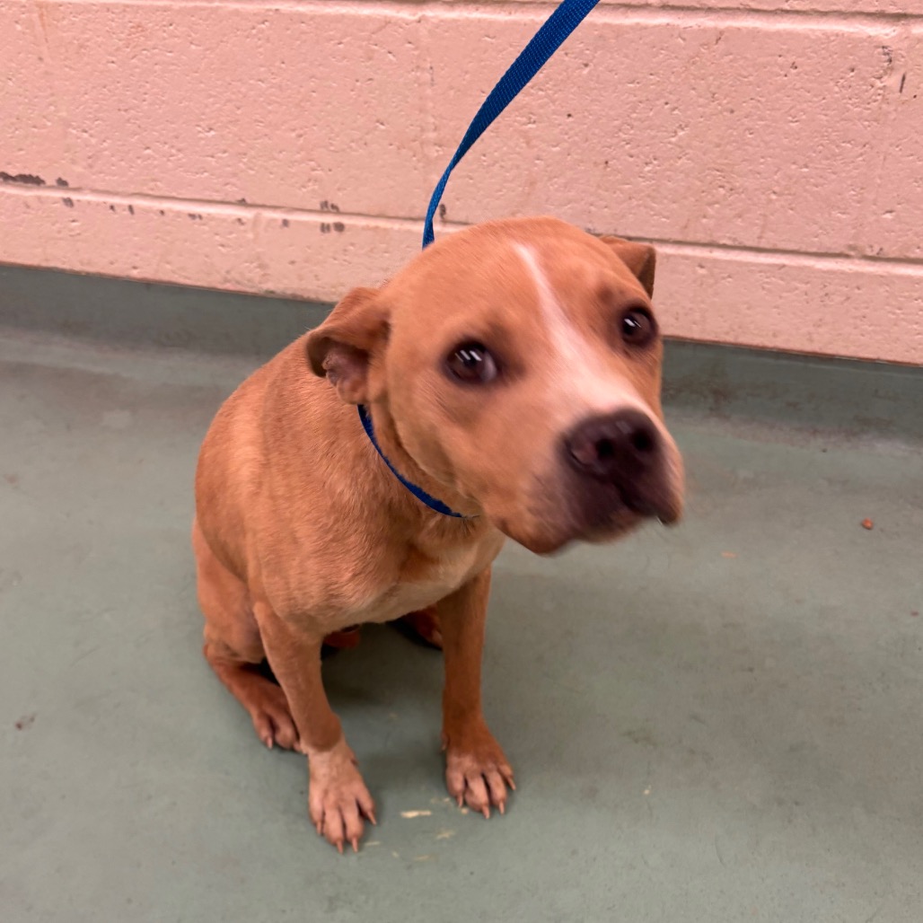 Shelter Stray Male Dog last seen , 2350 Appling City Cove, Memphis, TN 38133, USA