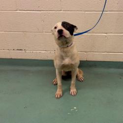 Shelter Stray Female Dog last seen , 2350 Appling City Cove, Memphis, TN 38133, USA