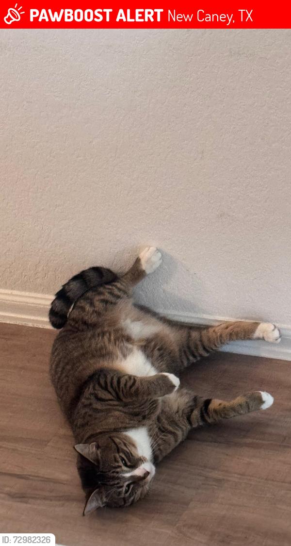 Lost Male Cat last seen Tavola west , New Caney, TX 77357