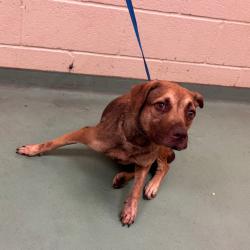Shelter Stray Female Dog last seen , 2350 Appling City Cove, Memphis, TN 38133, USA