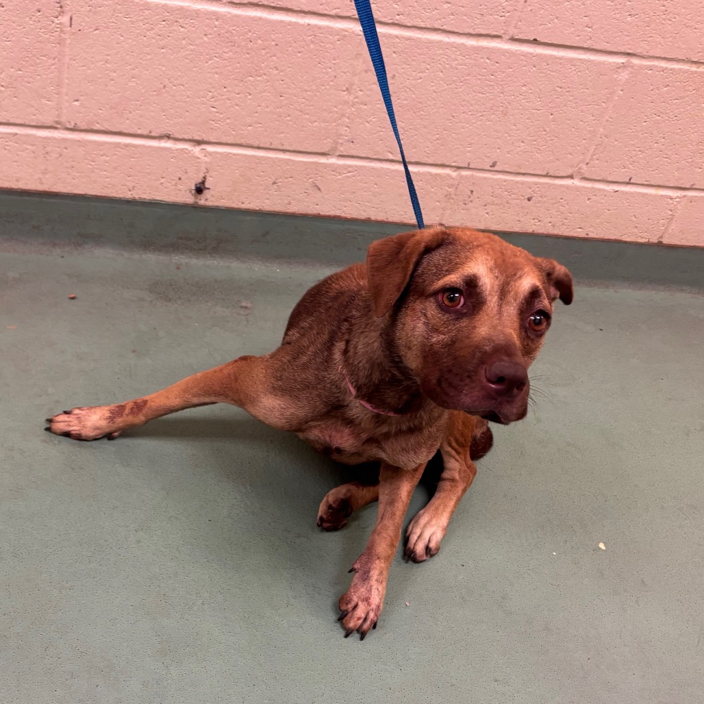 Shelter Stray Female Dog last seen , 2350 Appling City Cove, Memphis, TN 38133, USA