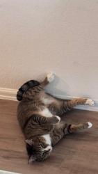 Lost Male Cat last seen Tavola west , New Caney, TX 77357
