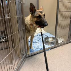Shelter Stray Female Dog last seen , 4575 E Mesquite Ave, Palm Springs, CA 92264, USA