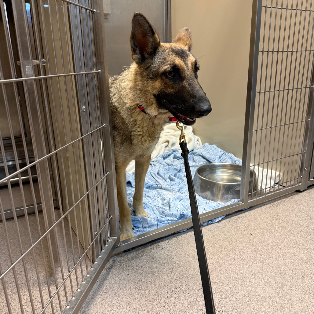 Shelter Stray Female Dog last seen , 4575 E Mesquite Ave, Palm Springs, CA 92264, USA