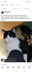 Lost Male Cat last seen 45th and Rockwell, Chicago, IL 60632