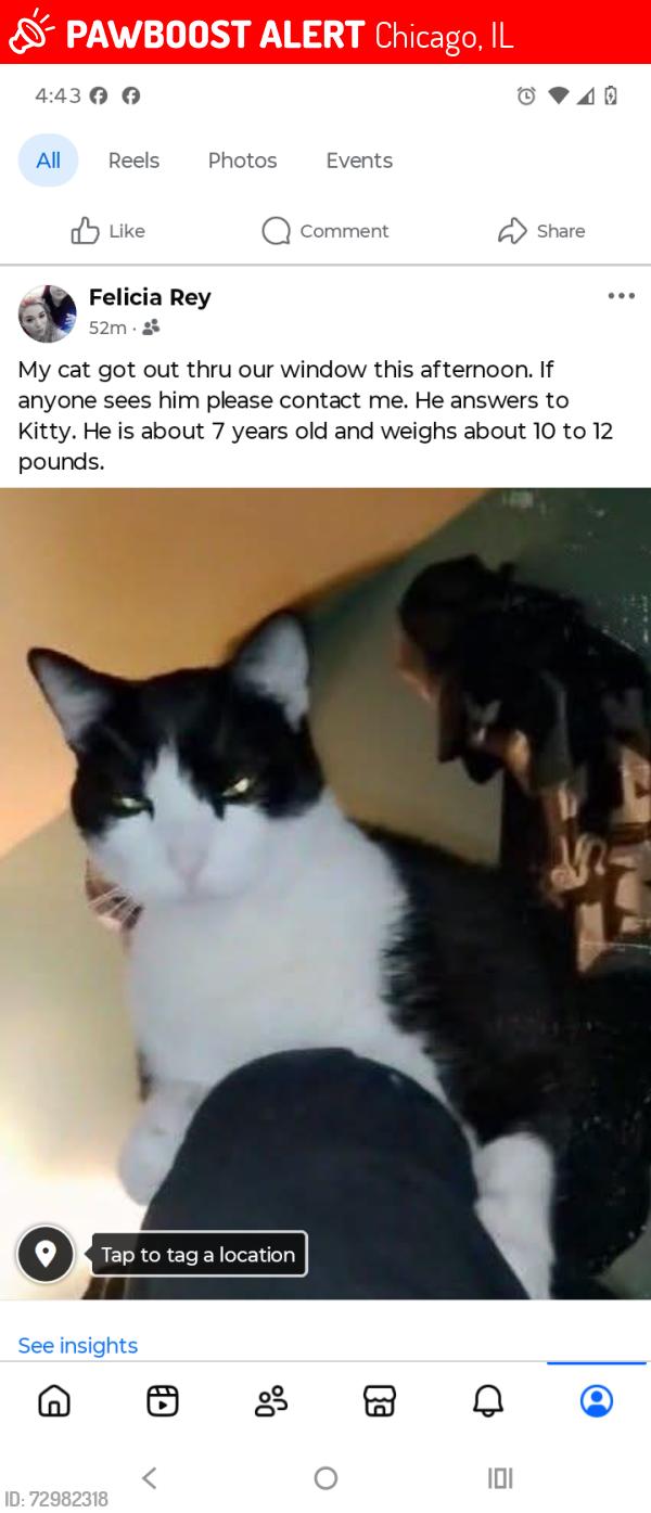 Lost Male Cat last seen 45th and Rockwell, Chicago, IL 60632