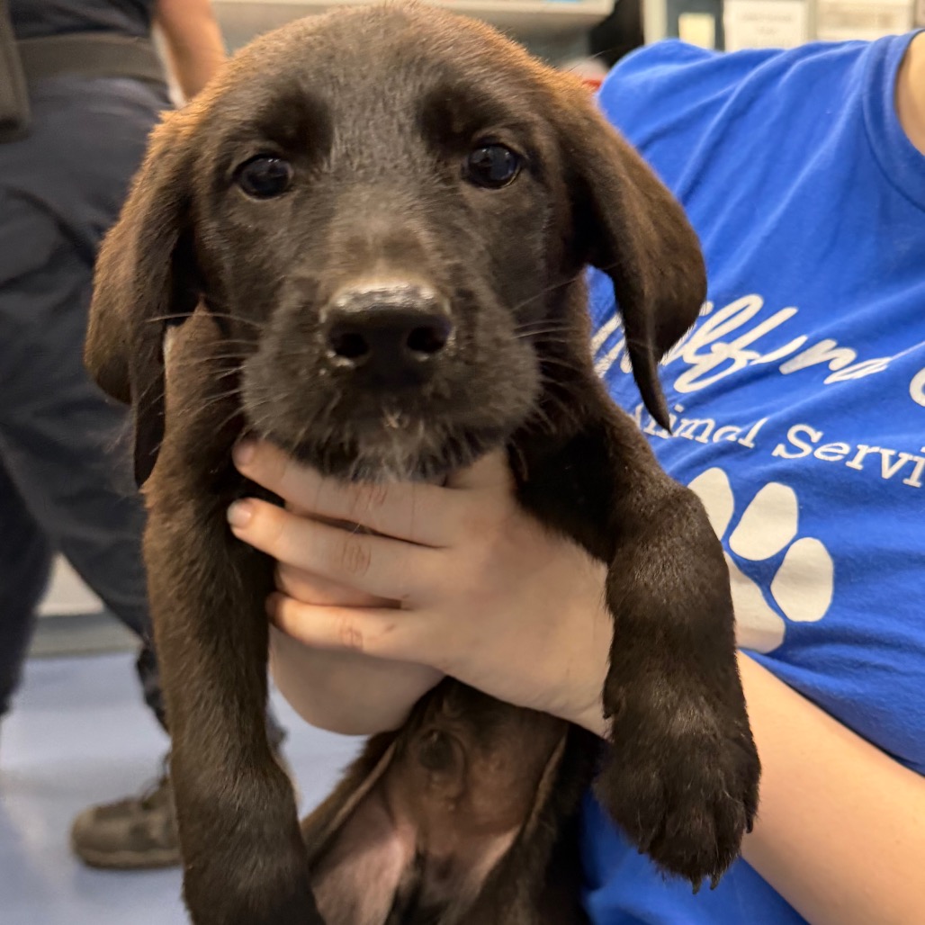 Shelter Stray Male Dog last seen , 4525 W Wendover Ave, Greensboro, NC 27409, USA