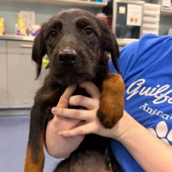 Shelter Stray Female Dog last seen , Greensboro, NC 27409