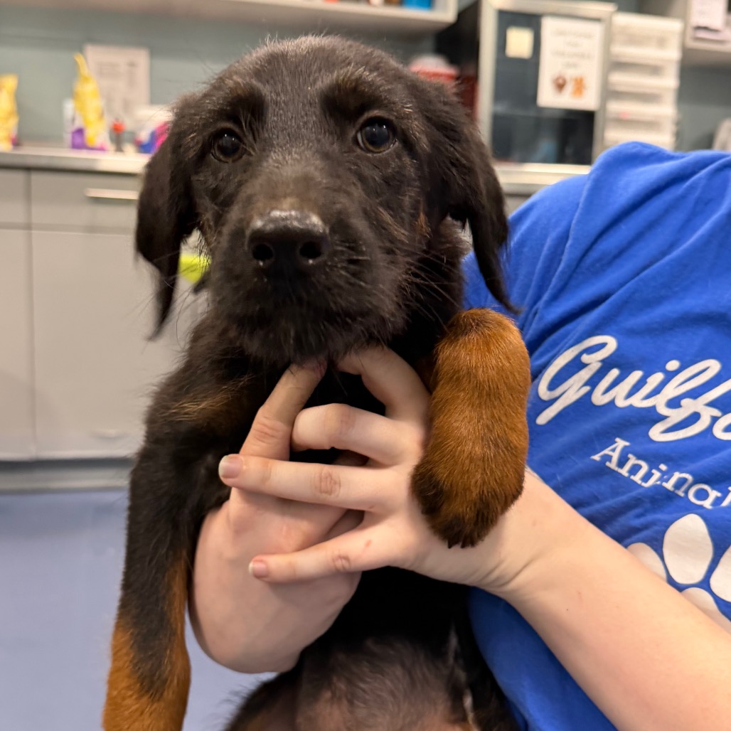 Shelter Stray Female Dog last seen , Greensboro, NC 27409