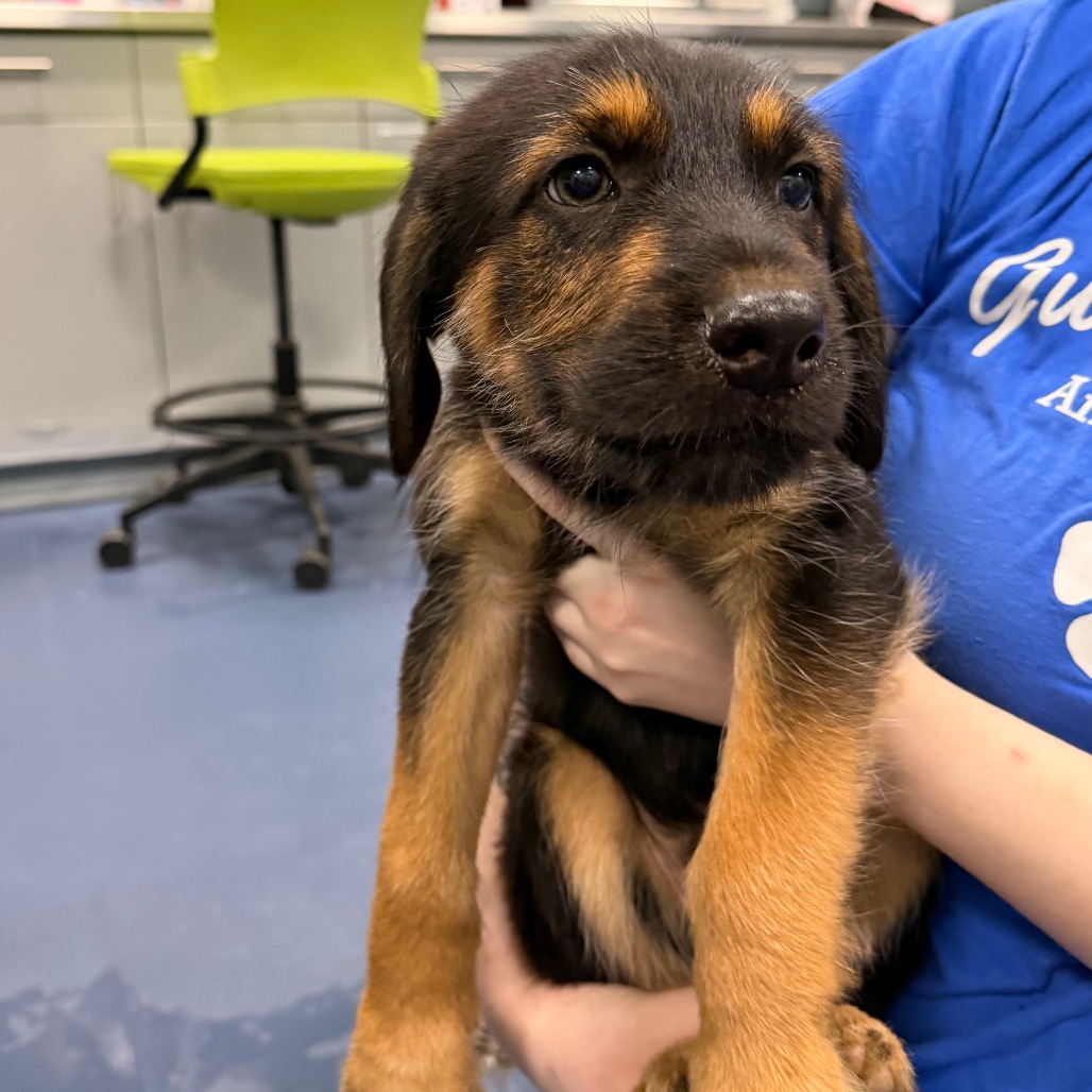 Shelter Stray Male Dog last seen , 4525 W Wendover Ave, Greensboro, NC 27409, USA