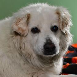 Shelter Stray Female Dog last seen , 3173 K-68 Hwy, Ottawa, KS 66067, USA
