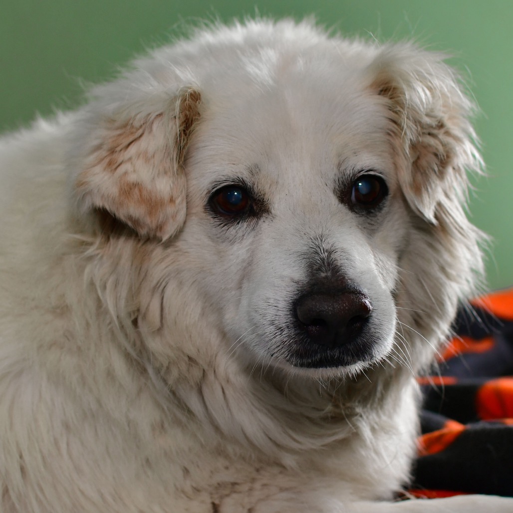 Shelter Stray Female Dog last seen , 3173 K-68 Hwy, Ottawa, KS 66067, USA