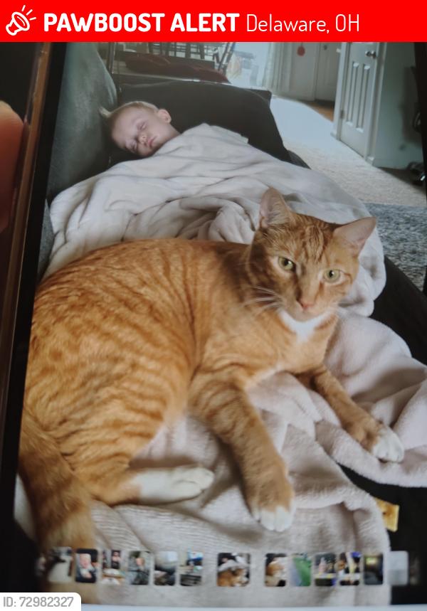 Lost Male Cat last seen Dollar general , Delaware, OH 43015