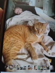 Lost Male Cat last seen Dollar general , Delaware, OH 43015