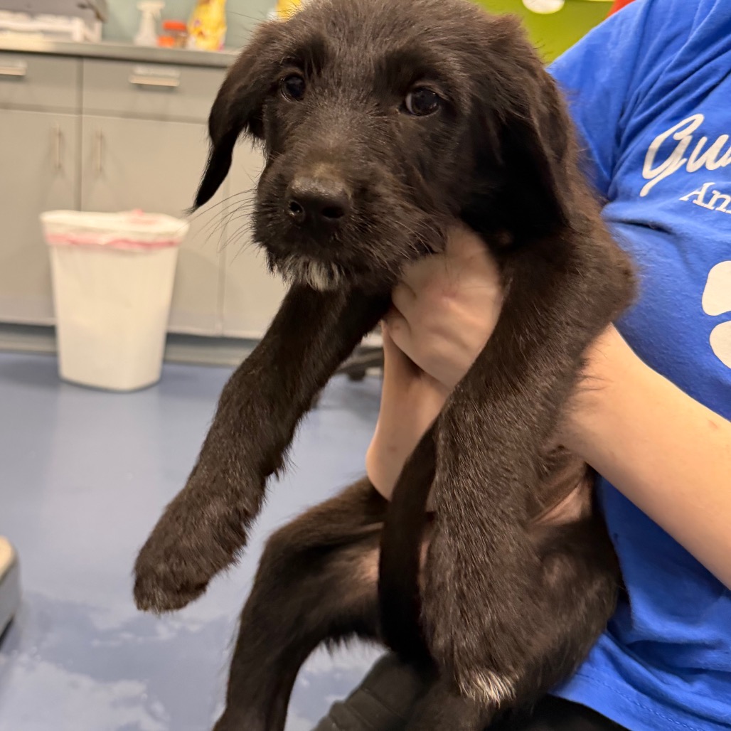 Shelter Stray Female Dog last seen , Greensboro, NC 27409