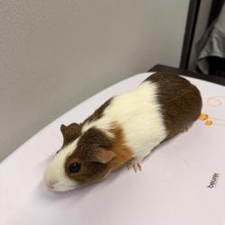 Shelter Stray Female Other last seen , Tampa, FL 33607