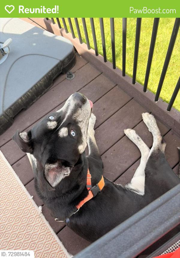 Reunited Male Dog last seen Broadfield & Gates, Jamesville, NY 13078