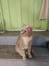 Found/Stray Male Cat last seen Near N 101st St, Seattle, WA, Seattle, WA 98133