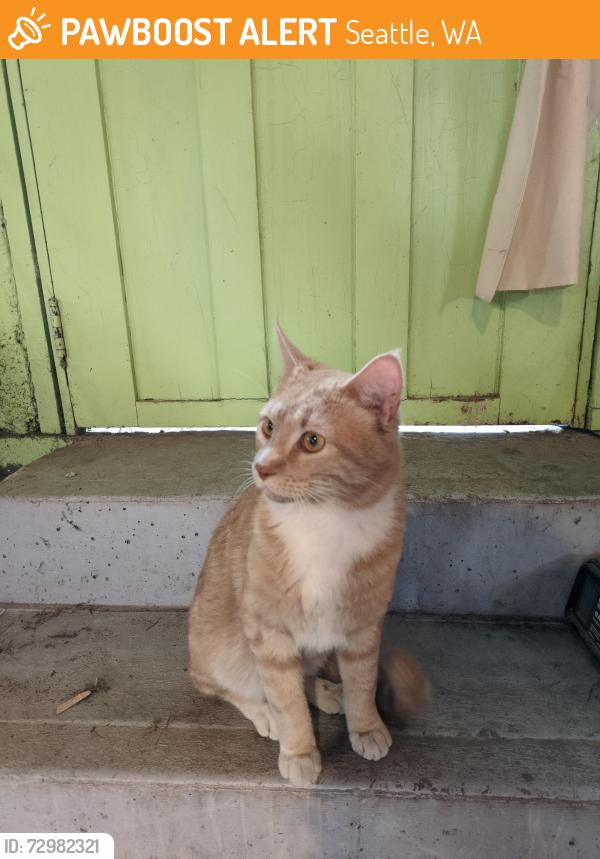 Found/Stray Male Cat last seen Near N 101st St, Seattle, WA, Seattle, WA 98133