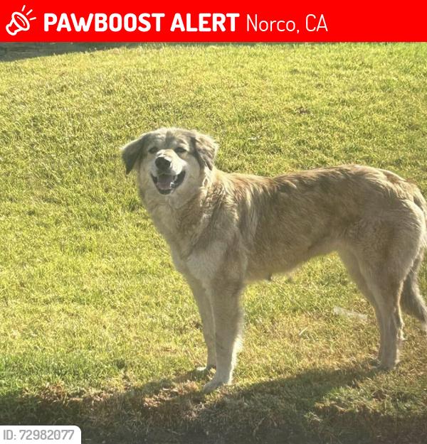 Lost Female Dog last seen Park Center and Wineville Ave, Norco, CA 92860