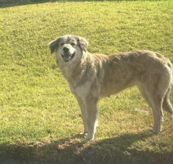 Lost Female Dog last seen Park Center and Wineville Ave, Norco, CA 92860