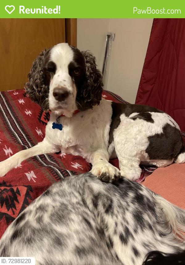 Reunited Female Dog last seen Near Sacajawea park, Missoula, MT 59801