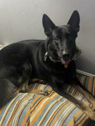 Reunited Male Dog last seen Near Paris Dr by the Dairy Queen , Rome, GA 30165