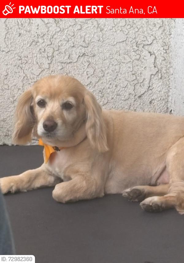 Lost Female Dog last seen CVS off north main in Santa Ana , Santa Ana, CA 92701