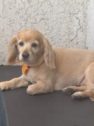 Lost Female Dog last seen CVS off north main in Santa Ana , Santa Ana, CA 92701