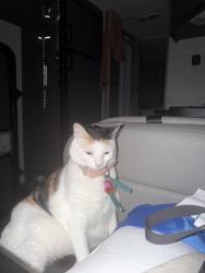 Reunited Female Cat last seen Near windy lane , Panama City, FL 32405